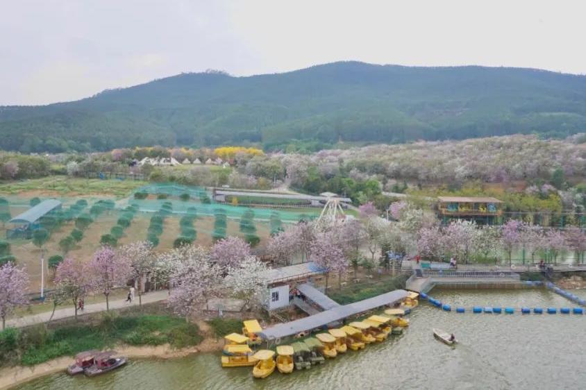 湘籍企業(yè)商會(huì)與志惠農(nóng)場(chǎng) 一 美麗花海之約